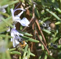 A wild bee collects nectar from a rosemary flower.
