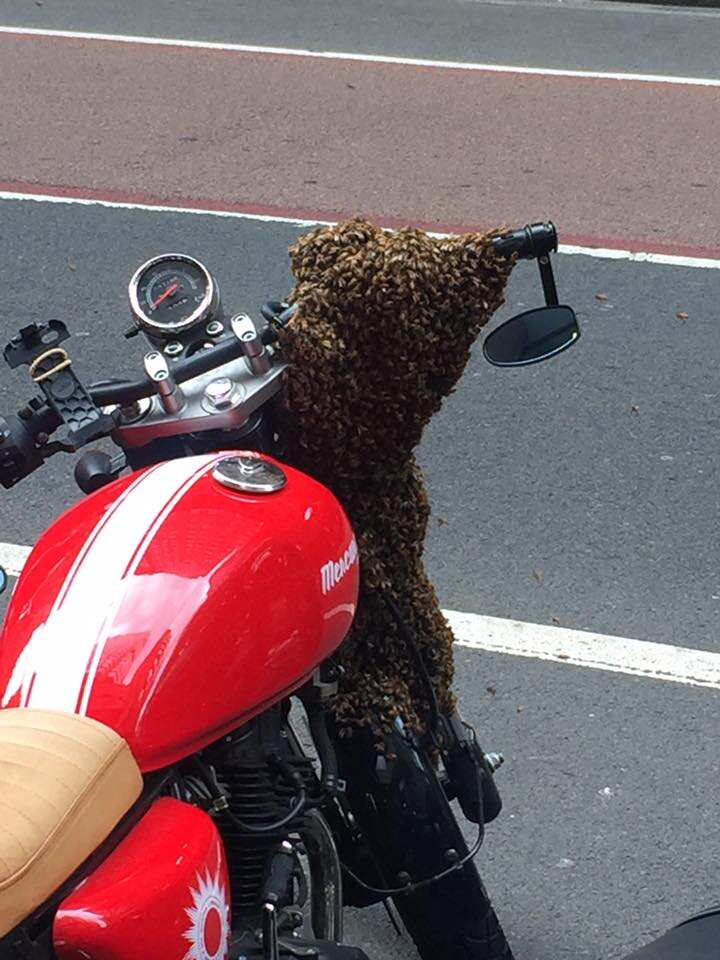 A photo of the bees after they settled for a motorbike to be their new home. 