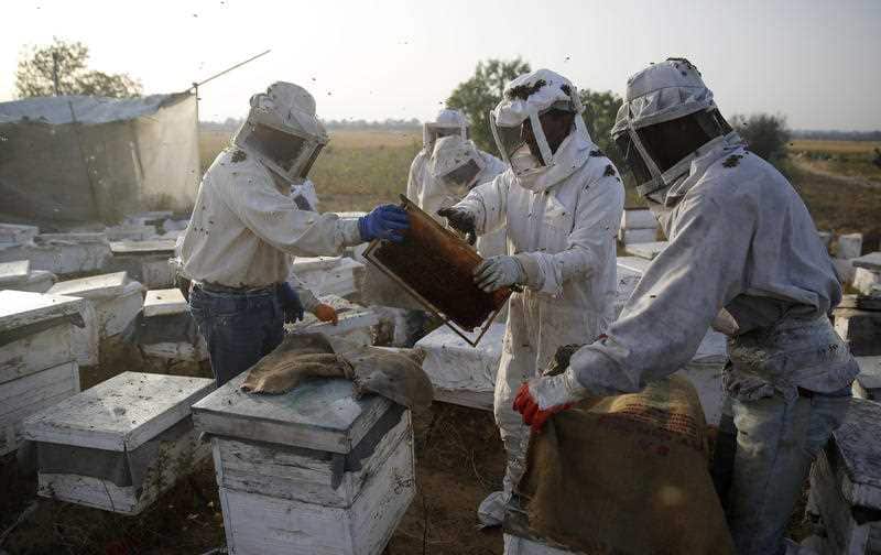 Beekeepers lift honeycombs from a beehive after using smoke to calm the bees, during the honey harvest.