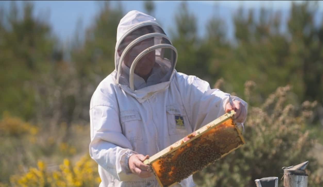 beekeeper checking the hives 