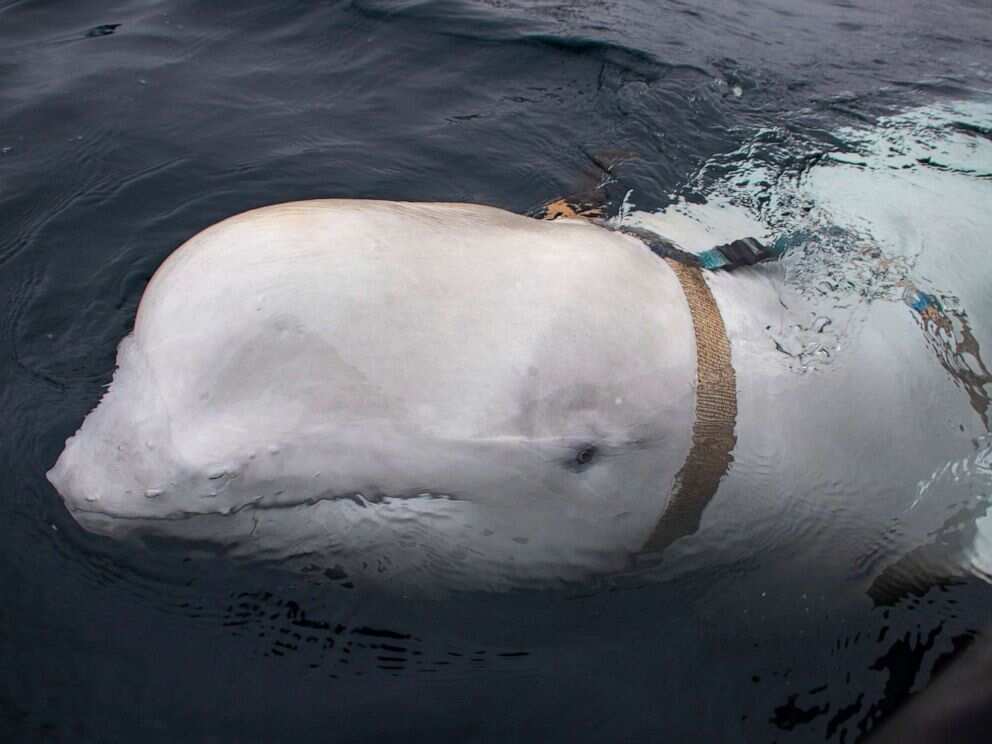 Beluga whale with harness
