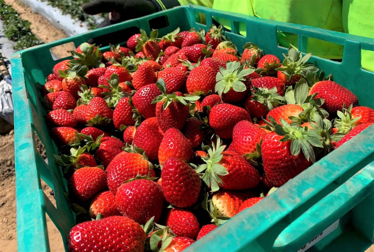 Spring is the peak season for strawberry growers.
