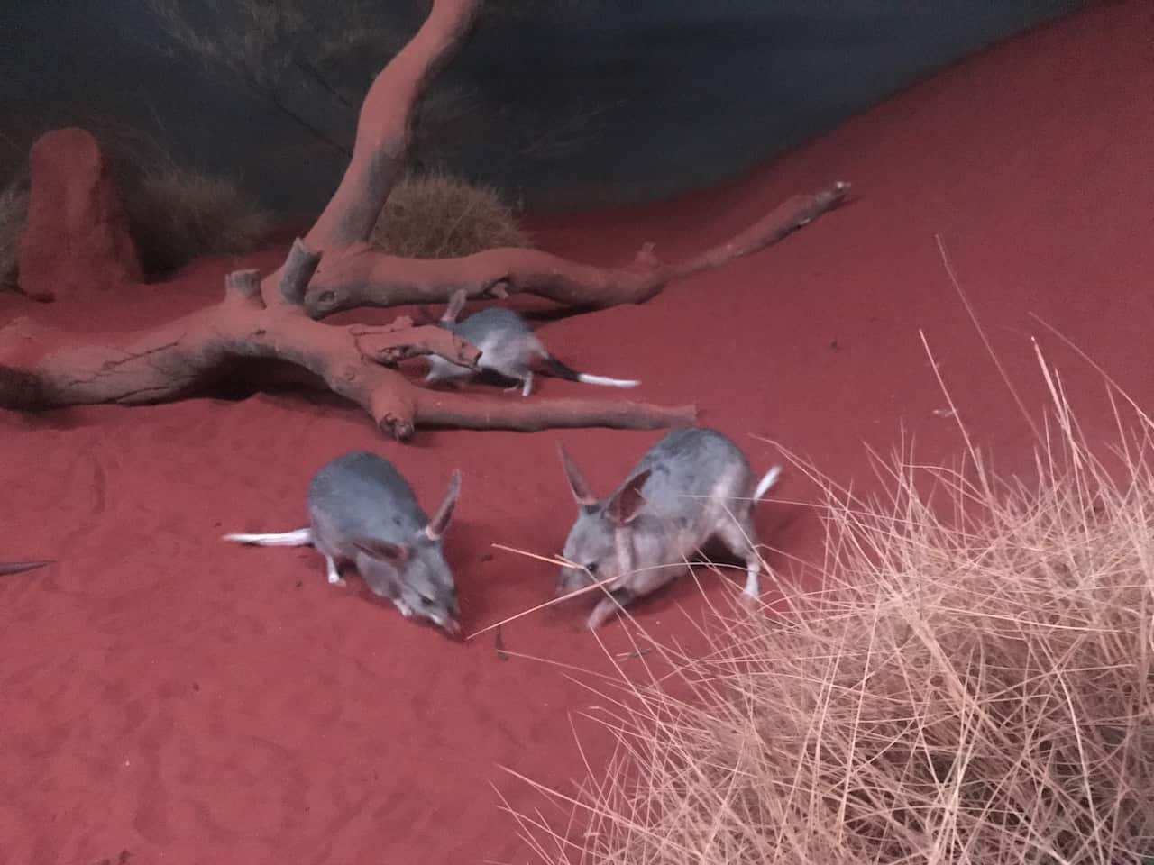 Bilbies