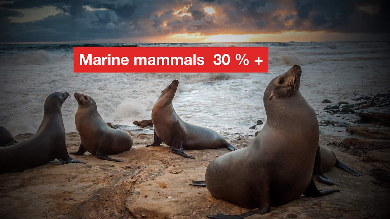 40 percent of marine mammal are threatened with extinction.