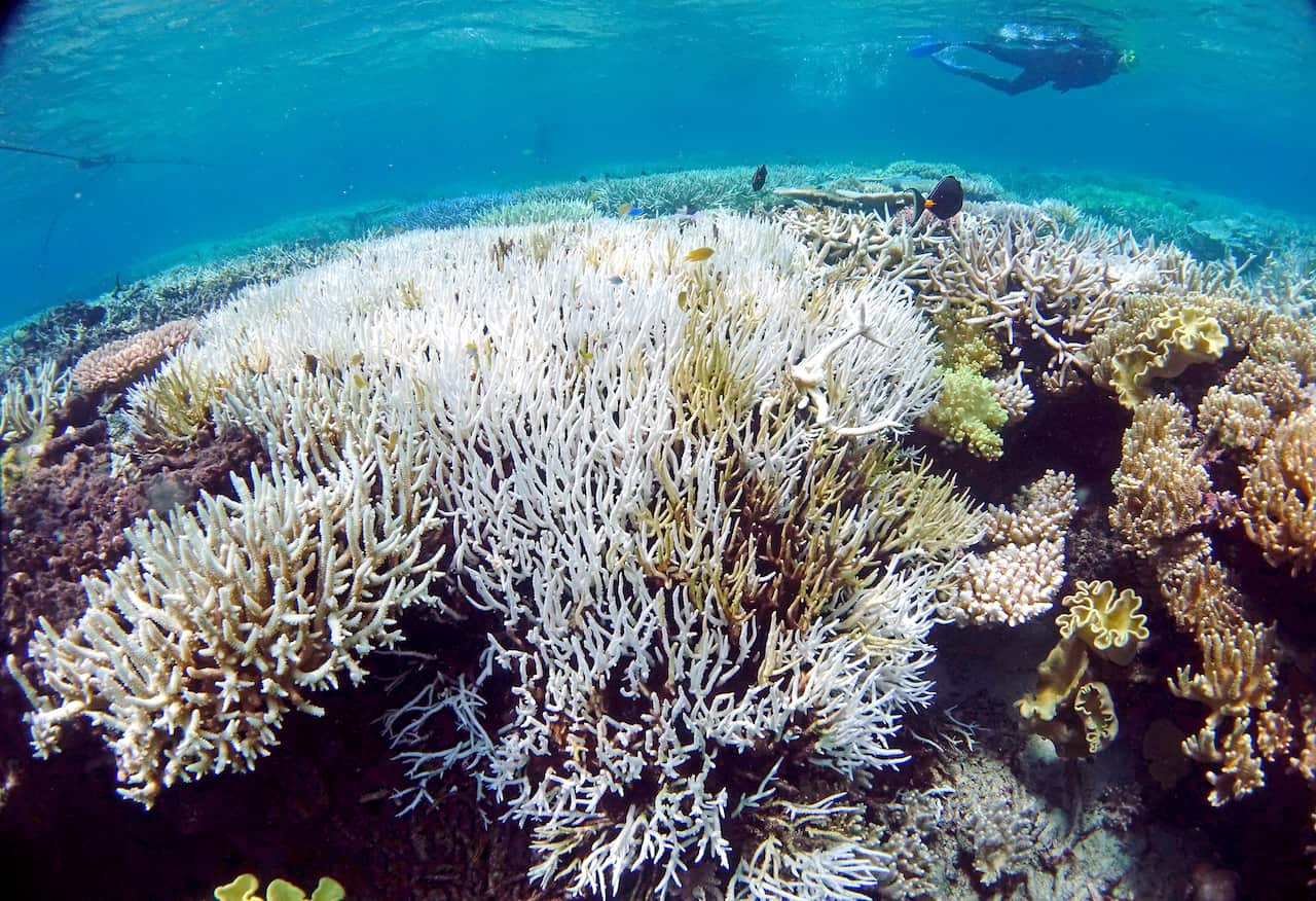 The white skeleton of coral caused by extensive heat stress.              
