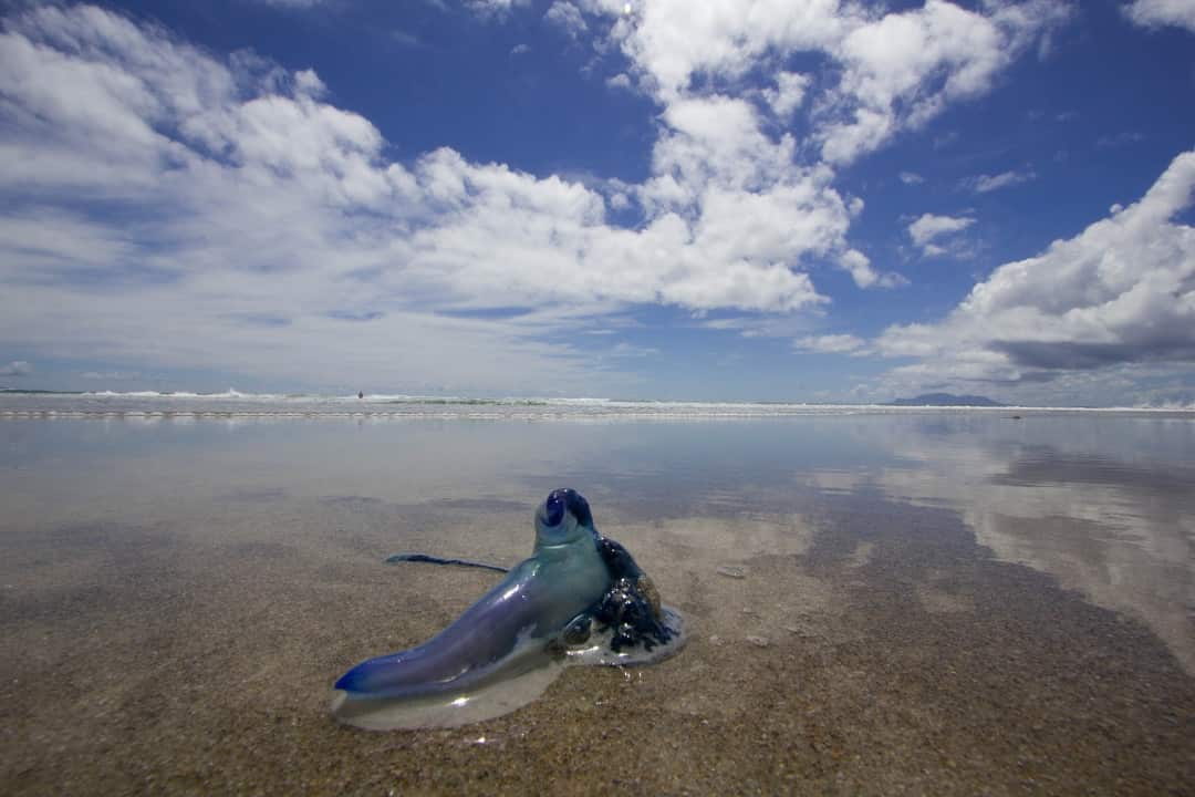 A Blue Bottle Jellyfish at Pakiri Beach