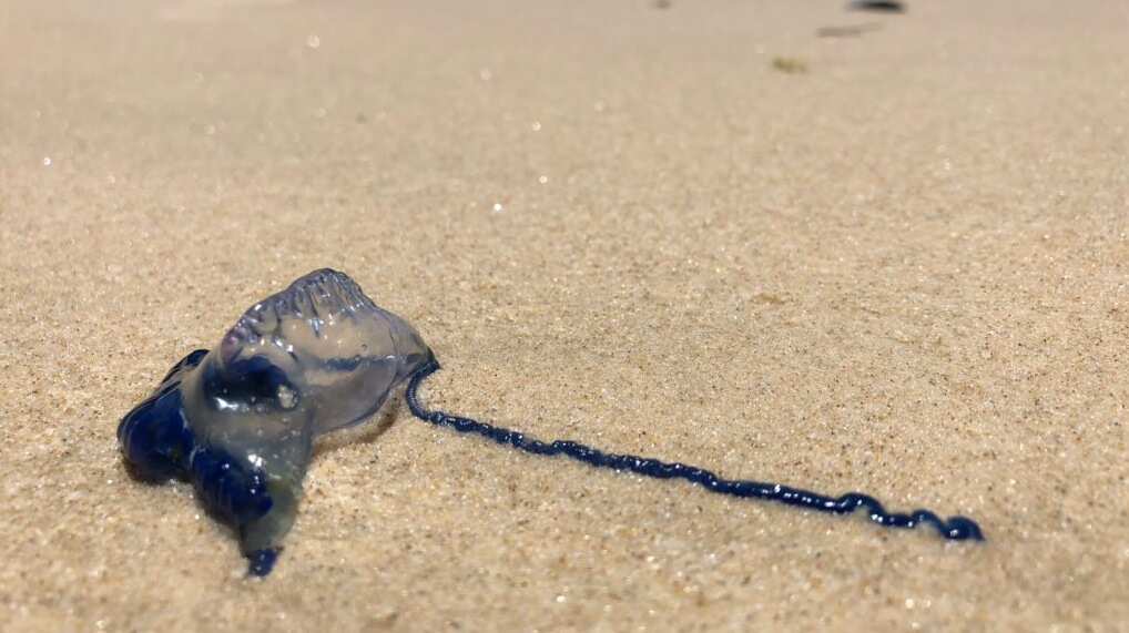 A bluebottle on the beach.