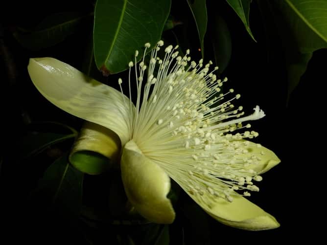 Boabs flower during the wet season.