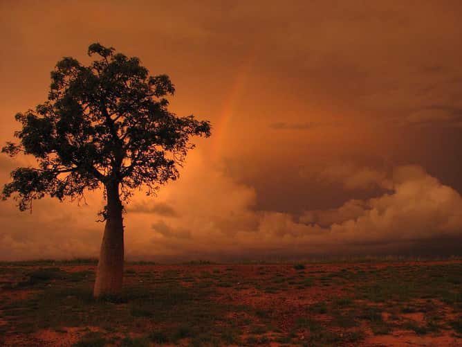 Boabs are the iconic trees of northwest Australia.