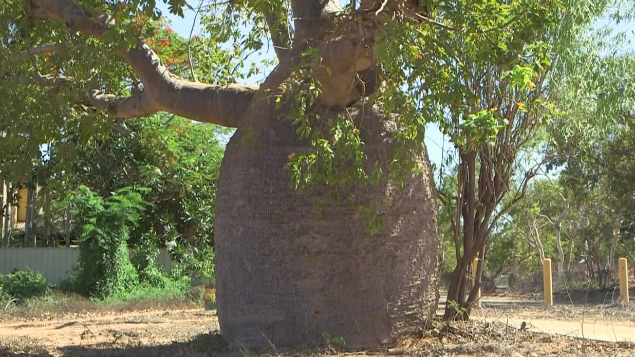 Iconic boab trees grow wild across the Kimberlies.