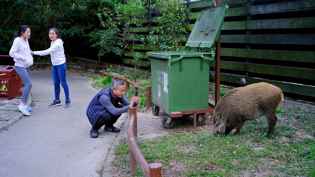 A wild boar scavenging for food while local resident watching at a Country Park in Hong Kong. A wild boar scavenges for food while local resident watching at a Country Park in Hong Kong.