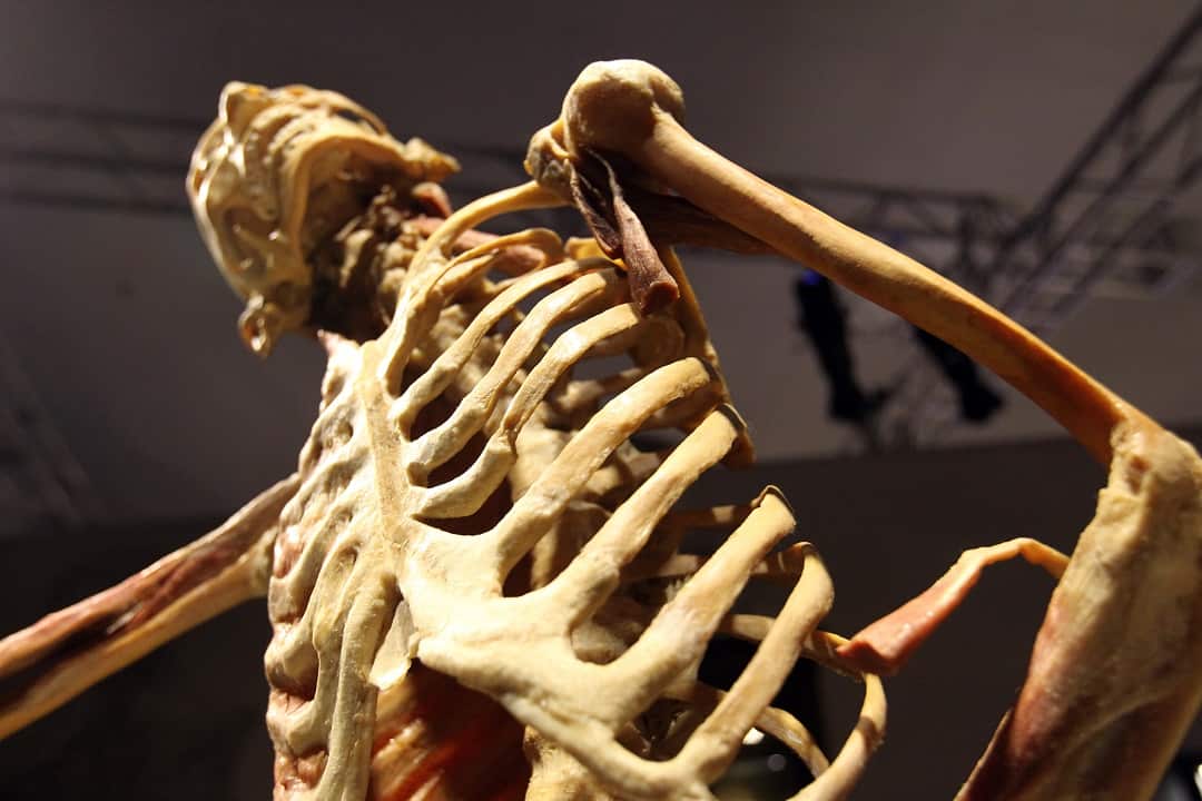 A human skeleton at the Real Bodies exhibition.