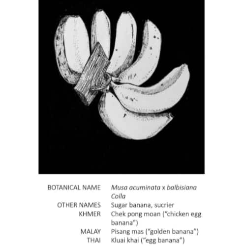 One of the drawings in the Parap and Rapid Creek Market Pocketbook. 