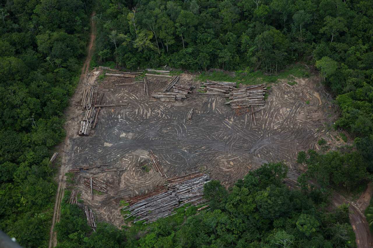 Cutting down trees at the current rate in the Amazon could lead to runaway deforestation, environmentalists say.
