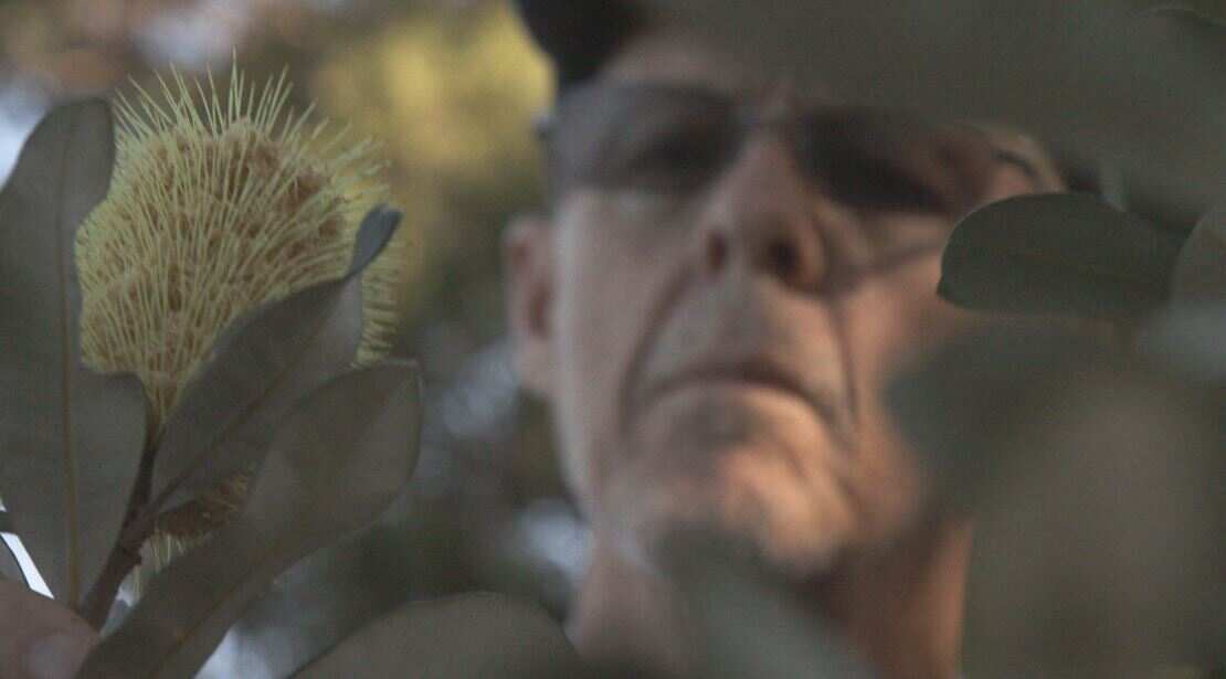 Banksia in flower. It's one of Australia's native species adapted to fire.