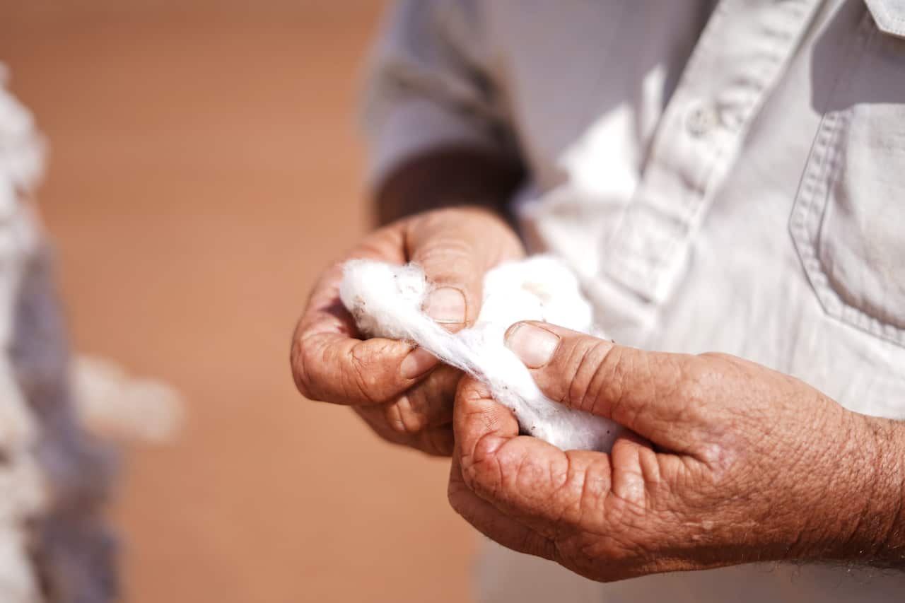 Cotton up close           