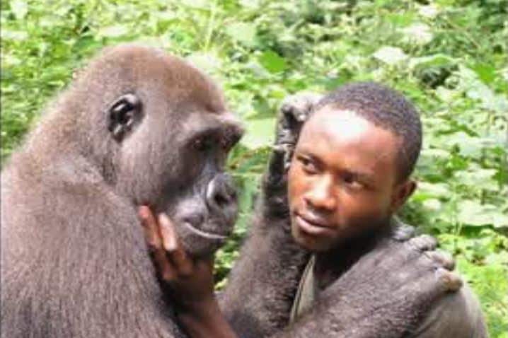 Bruno Djakou interacting with a gorilla.