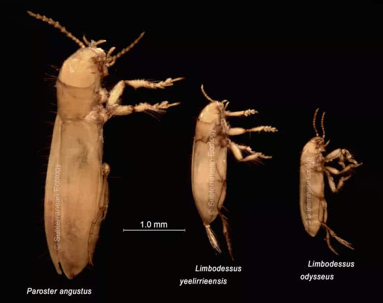 Yeelirrie stygofauna