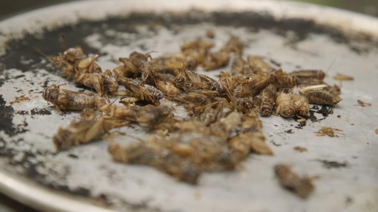 El Topo's signature crickets are pan roasted with salt, chilli and garlic.