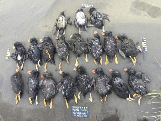 Dead puffins documented on St. Paul Island in 2016. 