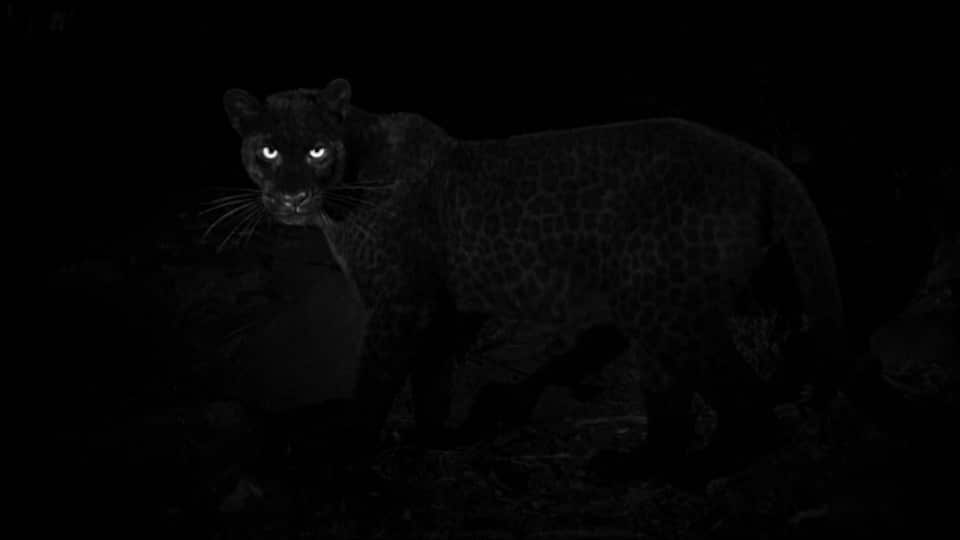 Pictures of a rare black leopard have been captured in Kenya, the first verifiable record of the animal for nearly a century.