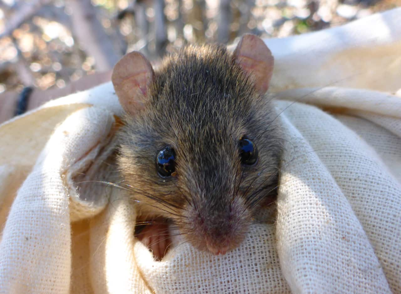 The now extinct Bramble Cay melomys