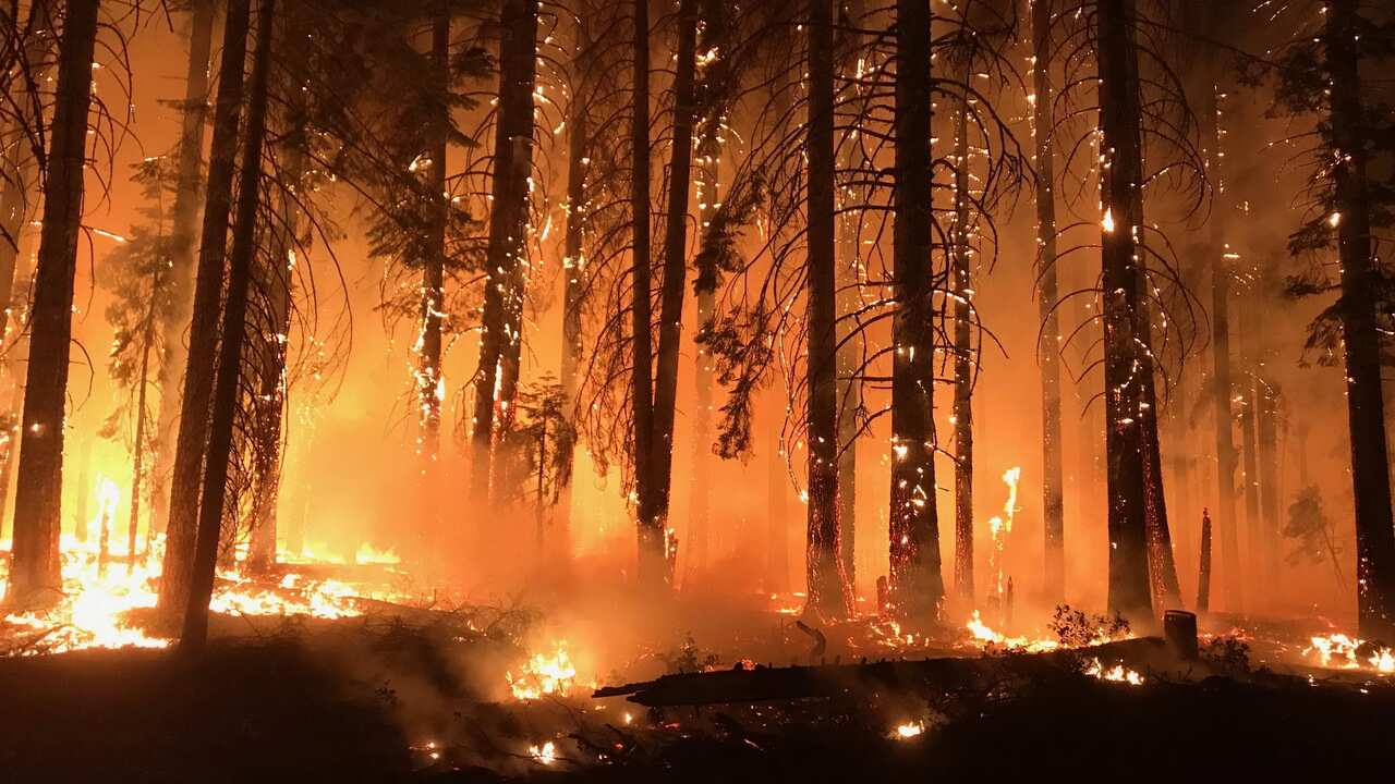 The Camp Fire consuming trees in Northern California.