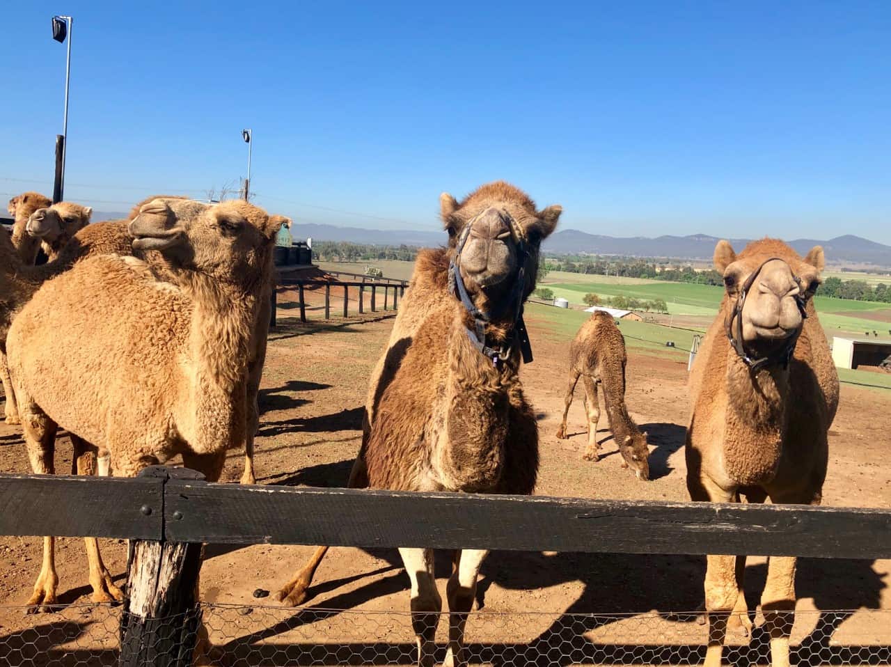 Camels on the farm in the NSW Upper Hunter.