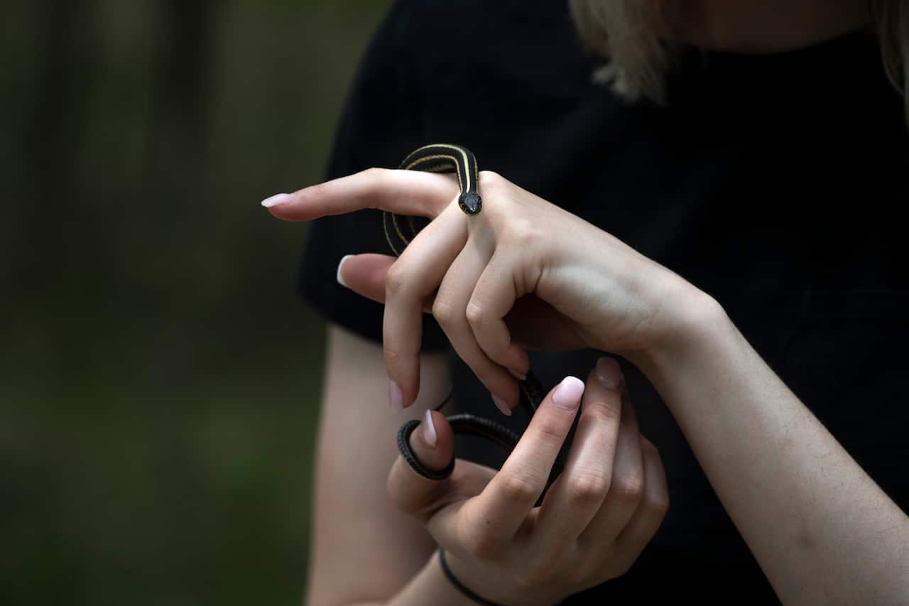 A visitor handles a snake at the Narcisse Snake Dens in Narcisse, Canada.