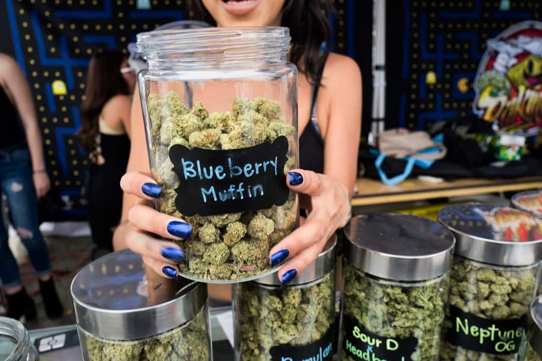 In this Saturday, April 21, 2018 photo a bud tender displays their Blueberry Muffin strain of cannabis at the High Times 420 SoCal Cannabis Cup in San Bernardino, Calif. (AP Photo/Richard Vogel)