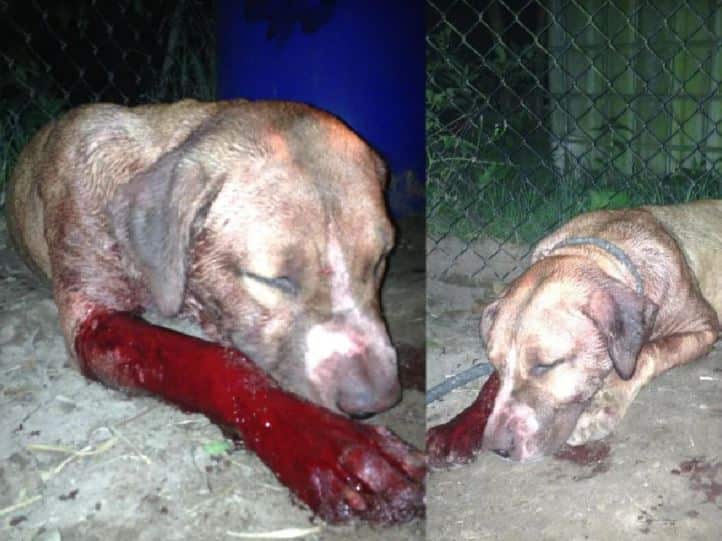 An injured dog found in a raid at a property in Queensland.