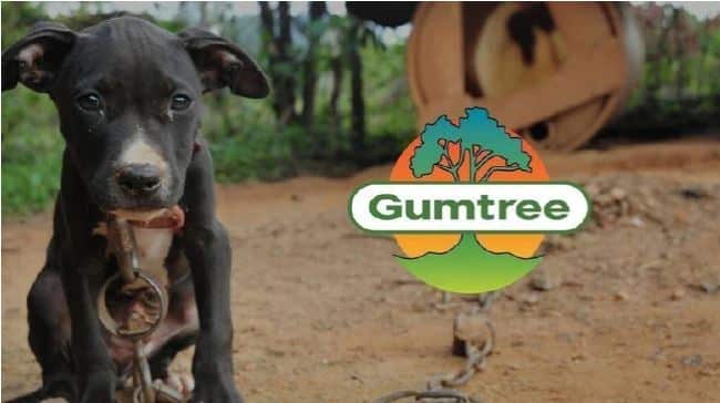 The Change.org petition calls on Gumtree to ban the advertising of animals for free.
