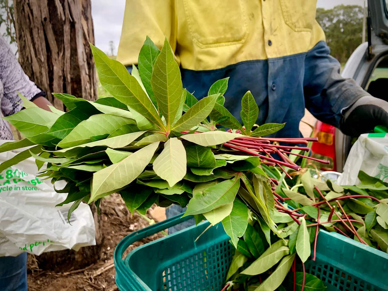 Bouk holds a handful of cassava leaves.