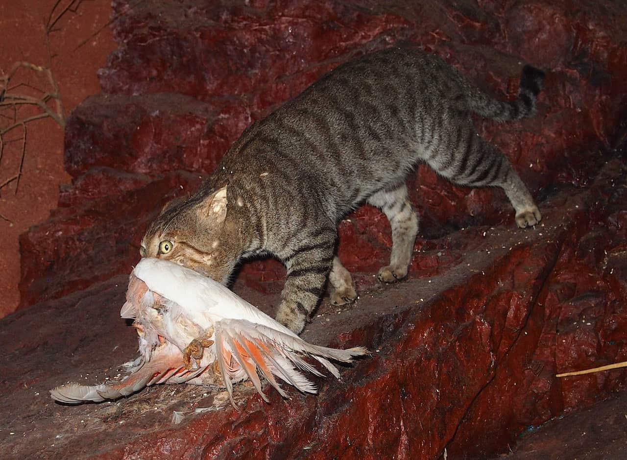 A feral cat after bringing down a bird. Introduced predators, such as feral cats often spread to new regions after fire. 
