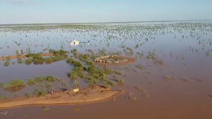 The number of dead livestock is expected to rise as the floodwaters recede. 