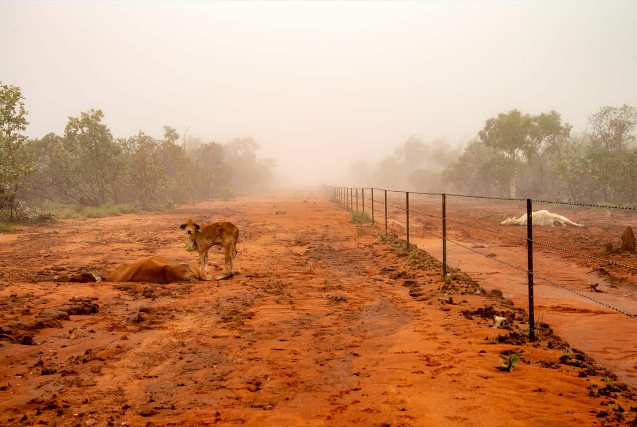 Thousands of cattle have died during flooding in north Queensland.