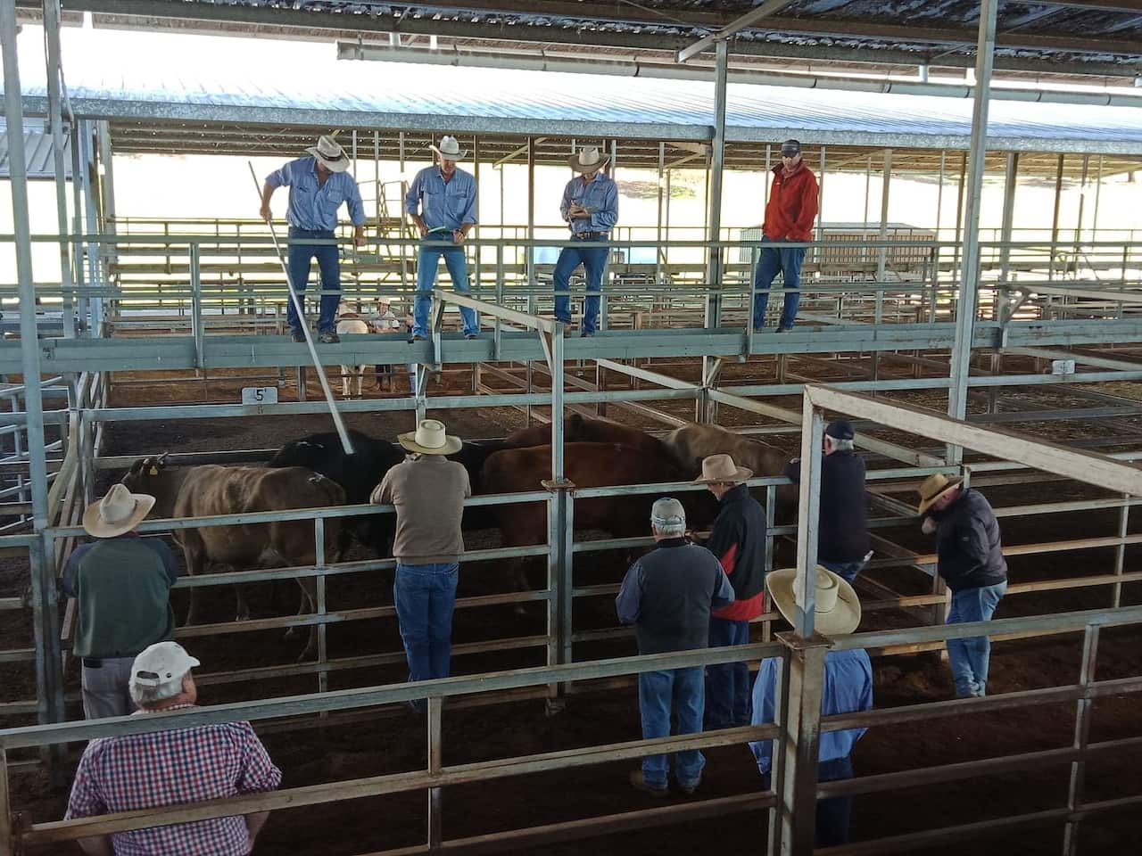 Cattle farmers begin drought recovery amid coronavirus challenge