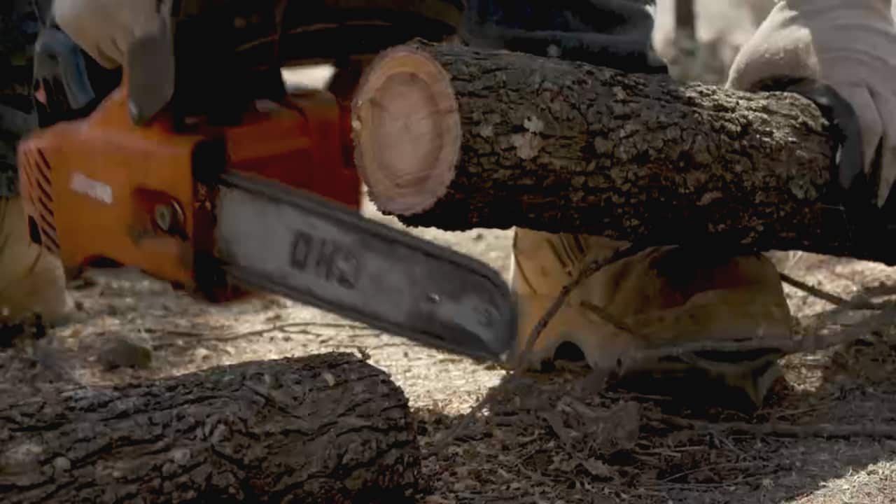 By thinning clusters of white cypress, Phil is helping to restore fragile ecosystems.