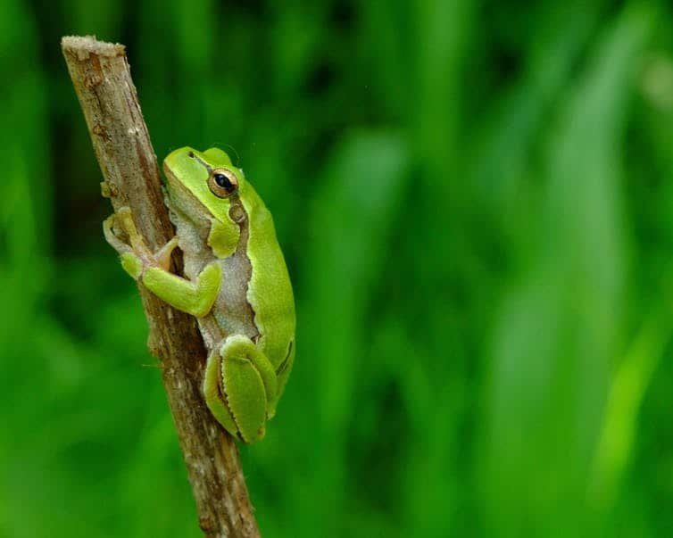 An oriental treefrog (Hyla orientalis), Chernobyl (Ukraine). May 2018.