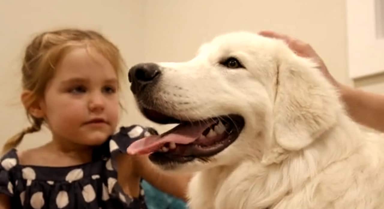 Many farm dogs successfully transition to city life.