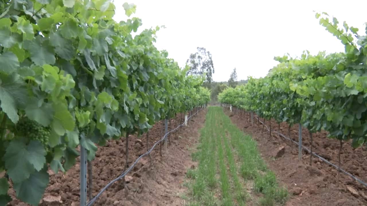 Grape vines in the New South Wales' Hunter Valley.