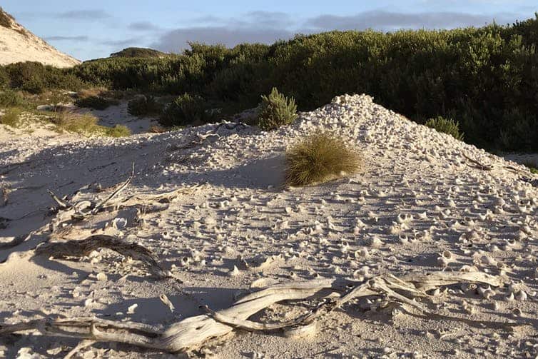 A shell midden in Tasmania.