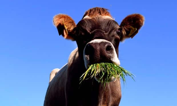 NZ introduced a landmark bill to cut carbon emissions