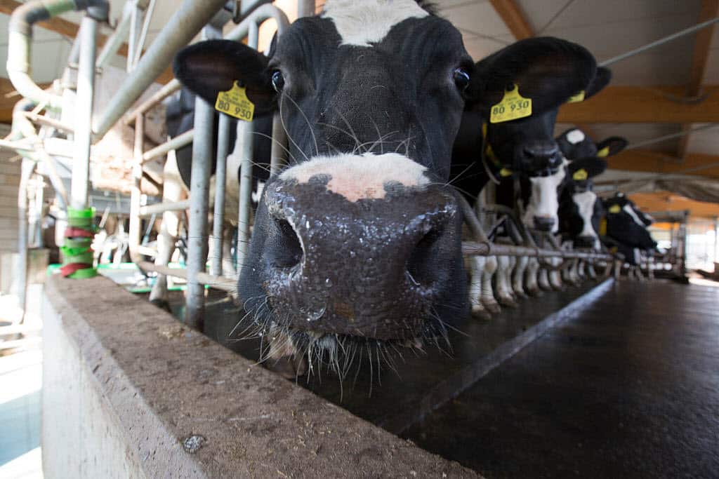 New research says the vegan diet is the best in terms of environmental impact.