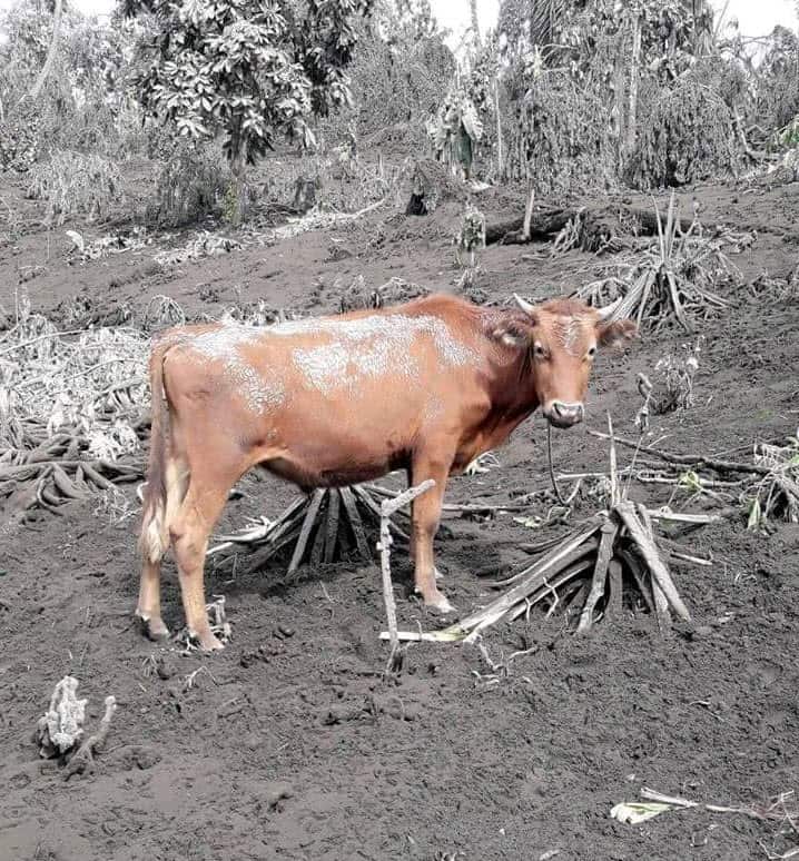 Volcanic ash has blanketed the island.