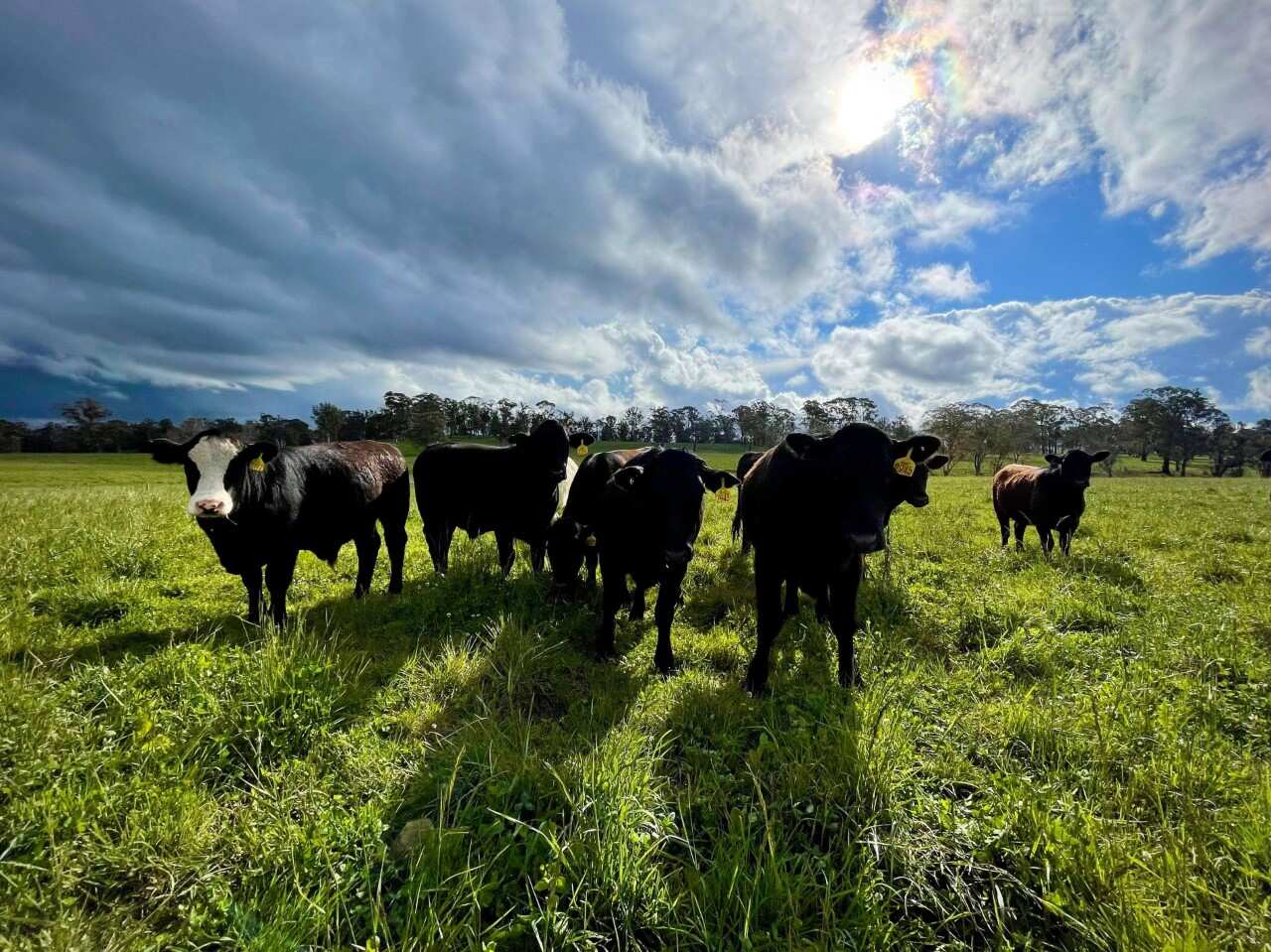 Almost half of Australia’s annual methane emissions come from agriculture.