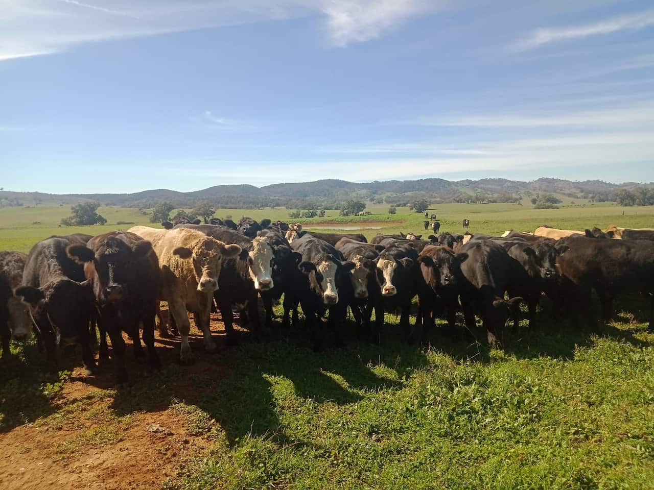 Cattle farmers begin drought recovery amid coronavirus challenge