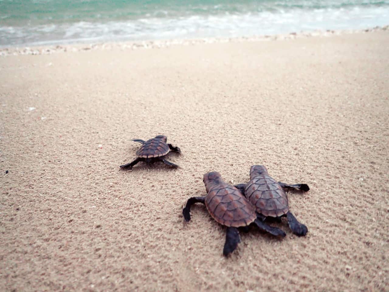 Green Sea Turtle Hatchlings