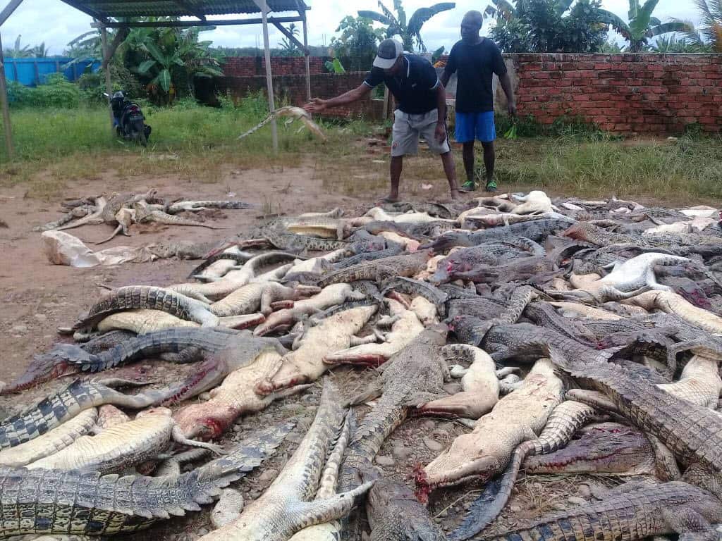 Two men standing among dead crocodiles slaughtered by a mob in Sorong in Indonesia's Papua province.