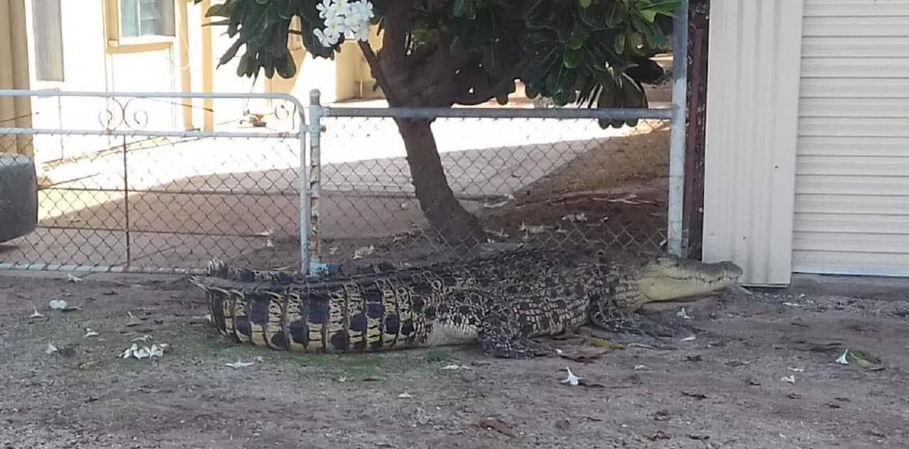 Crocodile